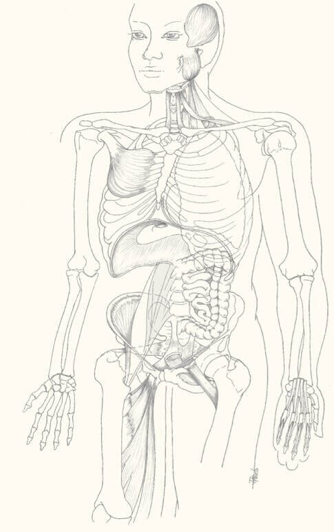 4 daagse cursus “Het Myofasciale Systeem: een andere, transdisciplinaire benadering” 2020 -2021 editie 2