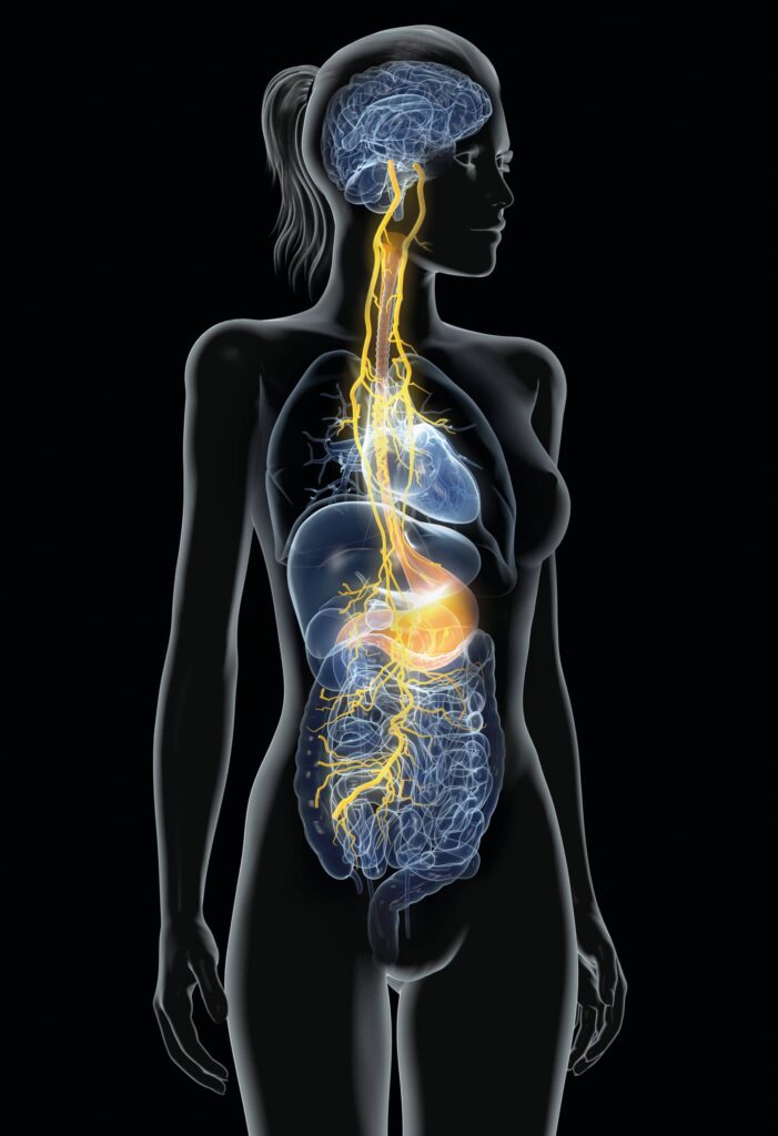 ONLINE: Functional Anatomy of the Vagus System with Prof. Dr. Winfried Neuhuber