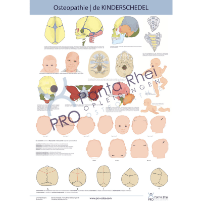 Poster Osteopathie bij kinderen | de Schedel